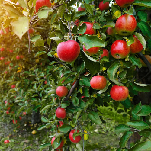 Apple Orchard <br>Soy Candle